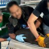 Liberan en Chiapas a lobo fino de Galápagos tras ser hallado en playa de Mazatán