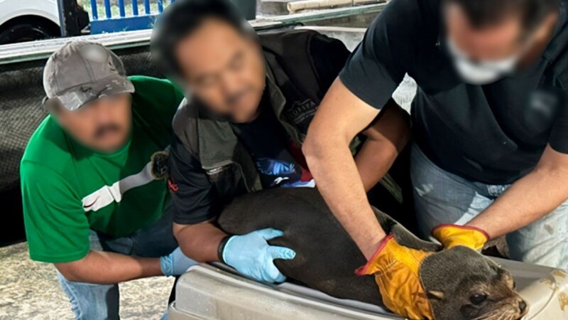 Liberan en Chiapas a lobo fino de Galápagos tras ser hallado en playa de Mazatán