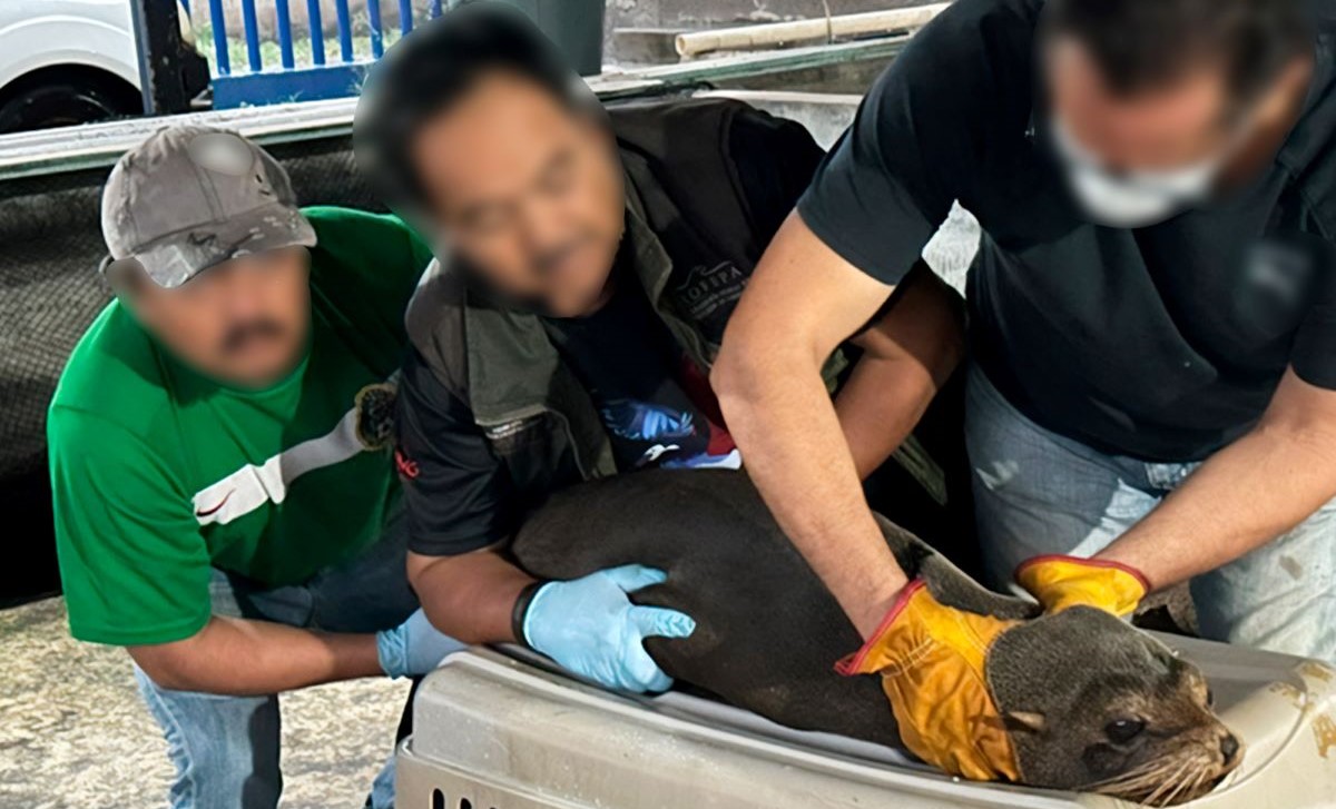 Liberan en Chiapas a lobo fino de Galápagos tras ser hallado en playa de Mazatán