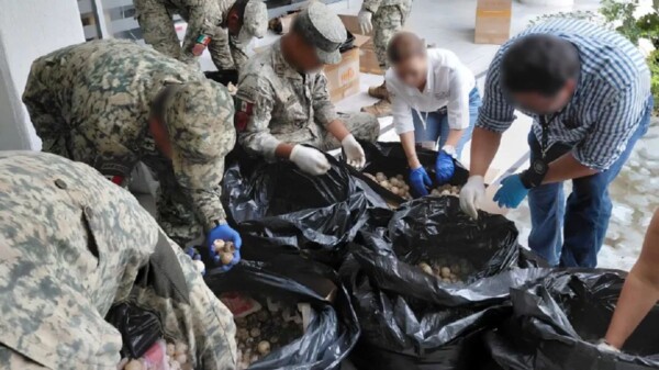 Aseguran más de 11 mil huevos de tortuga marina y detienen a presunto traficante en Colima