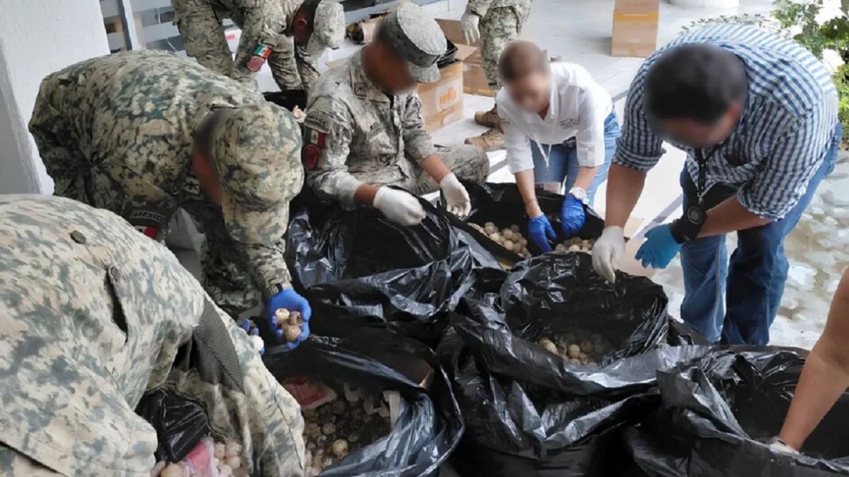 Aseguran más de 11 mil huevos de tortuga marina y detienen a presunto traficante en Colima