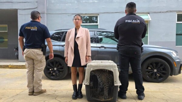 Detienen a una mujer que transportaba ilegalmente a un cachorro de jaguar