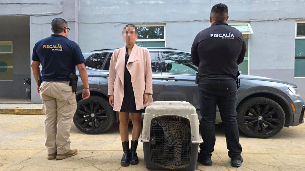 Detienen a una mujer que transportaba ilegalmente a un cachorro de jaguar