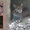 Rescatan jaguares, puma y otras especies silvestres en predio de Playa del Carmen