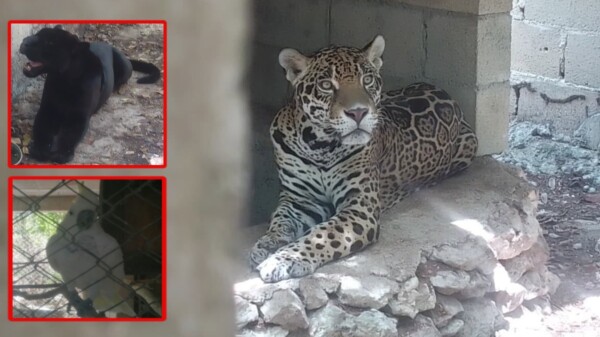 Rescatan jaguares, puma y otras especies silvestres en predio de Playa del Carmen