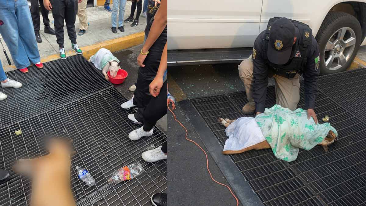 Detienen a hombre en la CDMX por dejar morir a su perro dentro de un auto bajo el sol