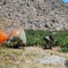 Ejército localiza y destruye ocho plantíos de mariguana y tres secaderos en Baja California