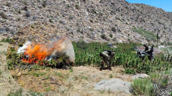 Ejército localiza y destruye ocho plantíos de mariguana y tres secaderos en Baja California
