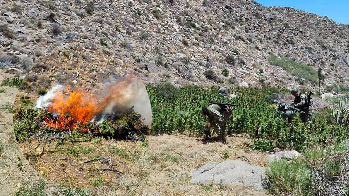 Ejército localiza y destruye ocho plantíos de mariguana y tres secaderos en Baja California