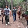 Rescatan a 12 caballos maltratados en empresa de tours de Tulum