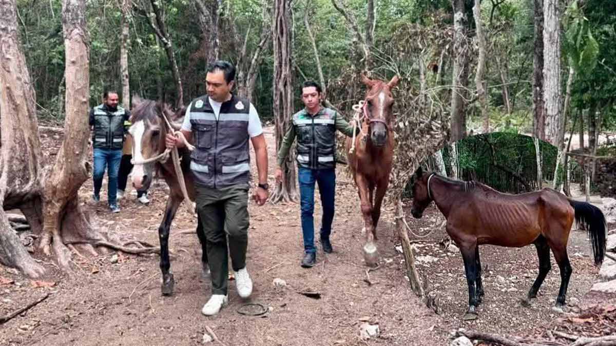 Rescatan a 12 caballos maltratados en empresa de tours de Tulum