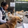 Crean registro de personas maltratadoras de animales en la CDMX
