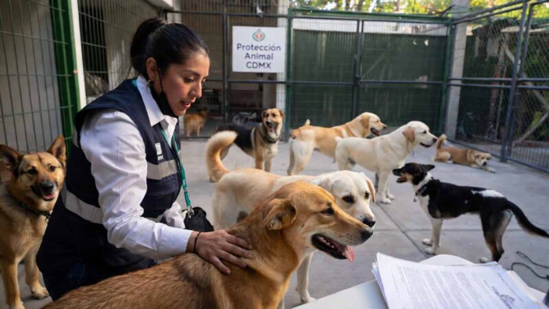 Crean registro de personas maltratadoras de animales en la CDMX