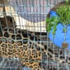 FGR asegura animales exóticos y marihuana tras operativo en Jalisco