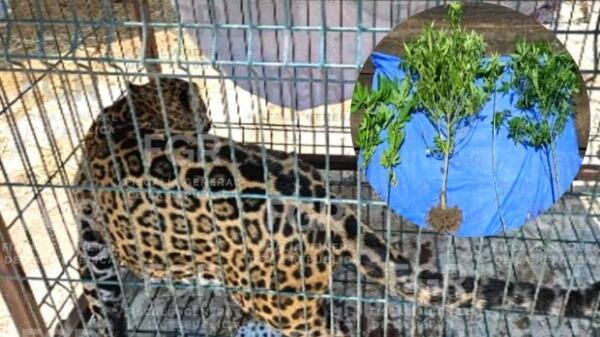 FGR asegura animales exóticos y marihuana tras operativo en Jalisco