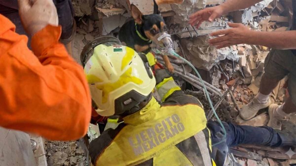 Ejército Mexicano rescata con vida a perrita atrapada tras sismo en Venezuela