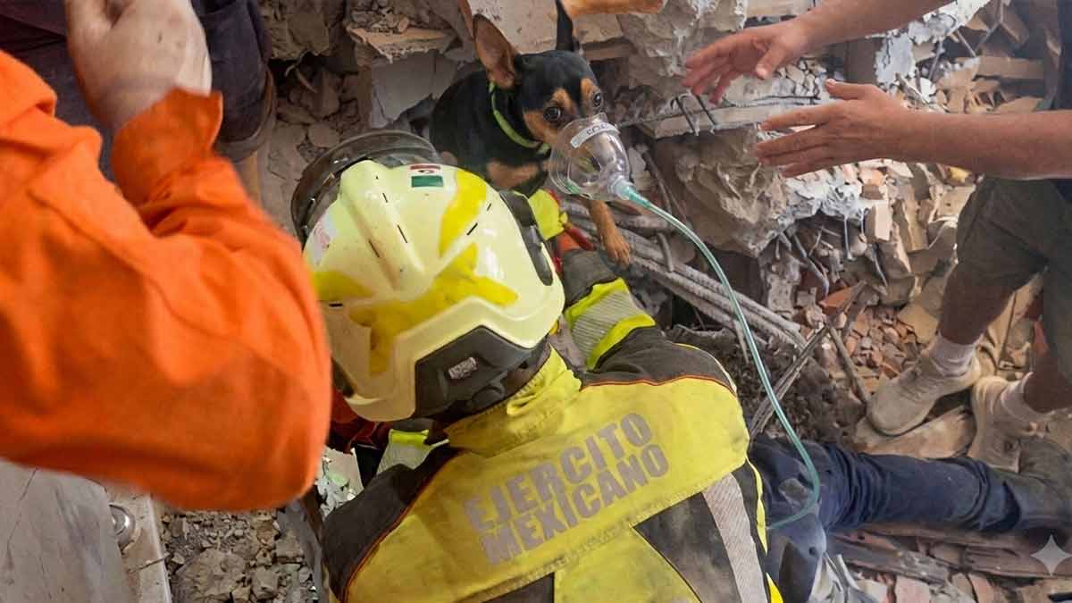 Ejército Mexicano rescata con vida a perrita atrapada tras sismo en Venezuela