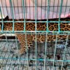 Rescatan 12 animales exóticos de un inmueble en Jalisco