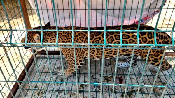 Rescatan 12 animales exóticos de un inmueble en Jalisco