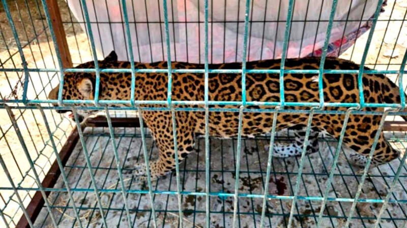 Rescatan 12 animales exóticos de un inmueble en Jalisco