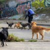 Perros frustran intento de agresión sexual a dos mujeres y persiguen al atacante 
