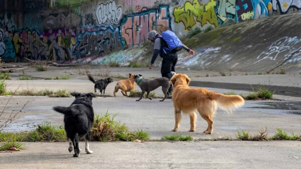 Perros frustran intento de agresión sexual a dos mujeres y persiguen al atacante 