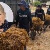 Gobierno federal califica como "gravísima" la crisis del sargazo en Quintana Roo