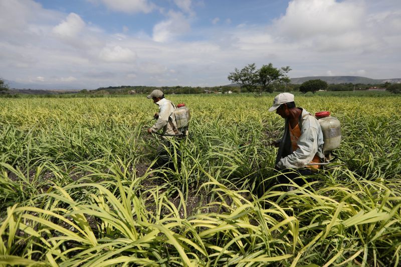 Trabajadores rocían fertilizante en un campo de caña de azúcar en Zacatepec de Hidalgo, en el estado Morelos, México, 31 de mayo de 2017. 