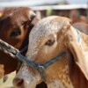 Reanudarán exportaciones de ganado mexicano a EU