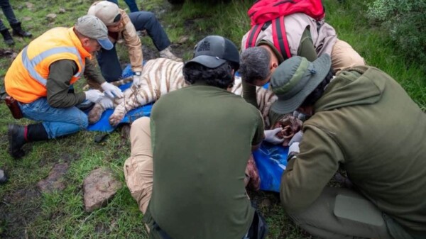 Muere Kenzo, el tigre de bengala que escapó en Tepetlaoxtoc; falleció durante operativo de rescate