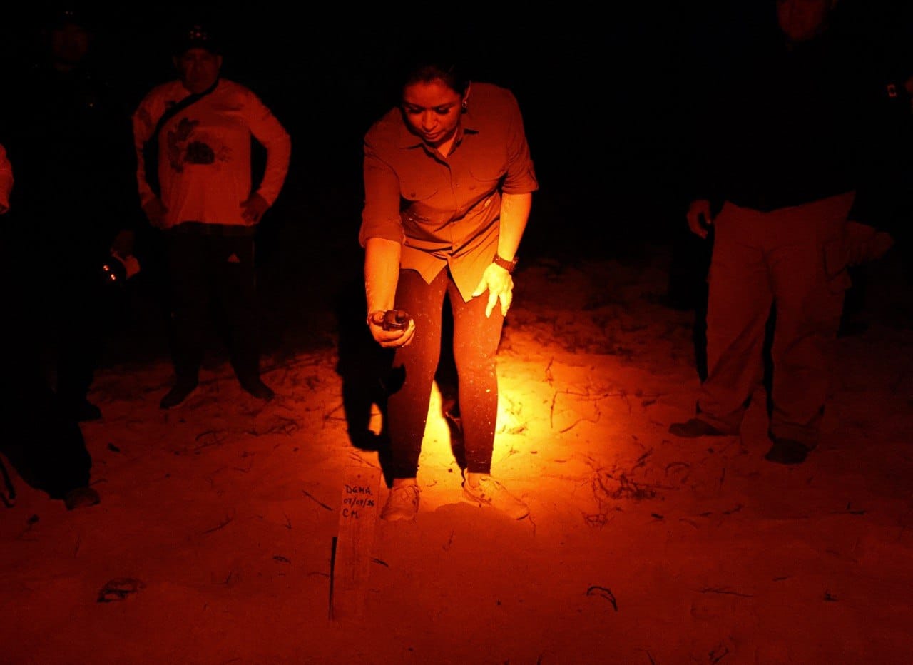 Constata Blanca Merari arribo de tortugas marinas a la costa de Puerto Morelos. La presidenta municipal realizó un recorrido nocturno en Punta Brava para supervisar los trabajos de protección de los quelonios que llegan a desovar a las playas del municipio; hasta el momento, se tiene un registro de 860 nidos en todo el litoral portomorelense.
