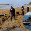 SEMAR refuerza la Operación Sargazo en Quintana Roo