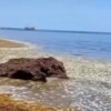 Fenómeno natural, origen del recale de peces en playas de Puerto Morelos