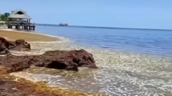 Fenómeno natural, origen del recale de peces en playas de Puerto Morelos