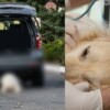 Muere el perrito "Rocky" víctima de maltrato animal en Coahuila