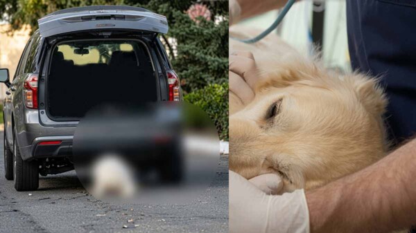 Muere el perrito "Rocky" víctima de maltrato animal en Coahuila