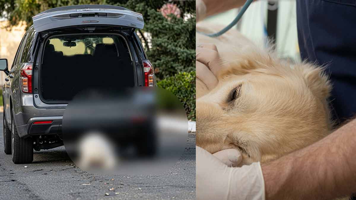 Muere el perrito "Rocky" víctima de maltrato animal en Coahuila