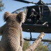 Francotiradores sacrifican desde helicópteros a más de un millar de koalas en Australia
