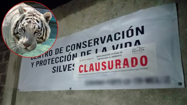 Clausura la Profepa centro privado tras el escape del tigre Kenzo