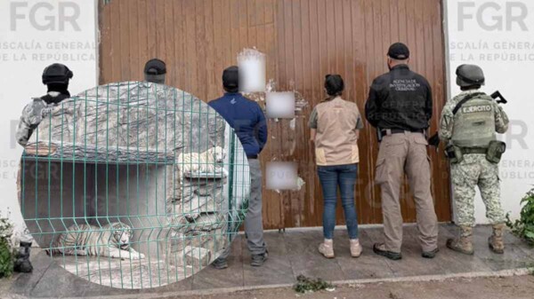 Resguardan dos tigres blancos en Durango tras cateo por presunto delito ambiental