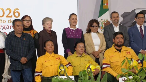 Pondrán en marcha jornada de reforestación, será anual