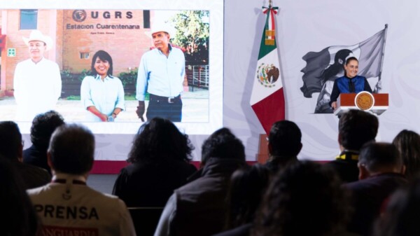 Sheinbaum anuncia reanudación de exportación de ganado a EU