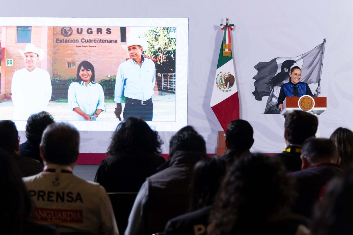 Sheinbaum anuncia reanudación de exportación de ganado a EU
