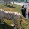 Aseguran 135 animales exóticos y 68 mil litros de diésel durante cateos en Tamaulipas