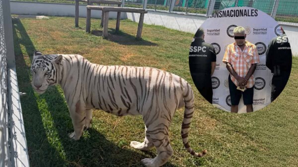 Aseguran 135 animales exóticos y 68 mil litros de diésel durante cateos en Tamaulipas