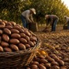 Chinos imponen aranceles del 51.6% a nueces mexicanas en represalia