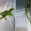 Aseguran 13 ejemplares de dragón mexicano; iban por paquetería a Hong Kong