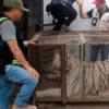 Aseguran un tigre de Bengala y un cocodrilo de pantano durante cateo a un autolavado