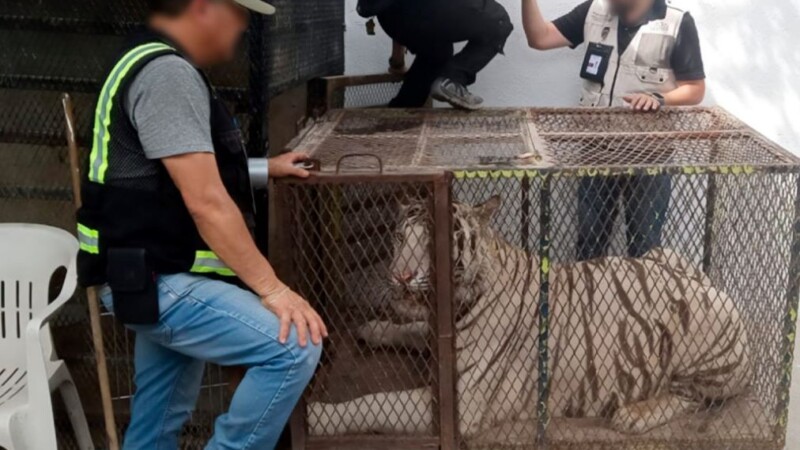 Aseguran un tigre de Bengala y un cocodrilo de pantano durante cateo a un autolavado