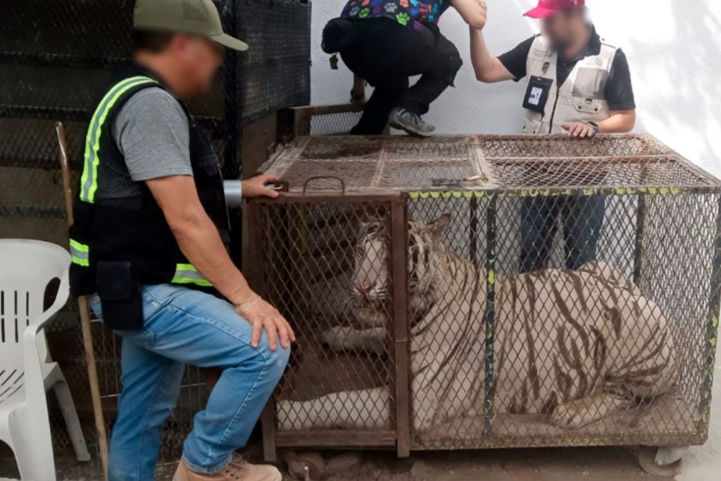 Aseguran un tigre de Bengala y un cocodrilo de pantano durante cateo a un autolavado